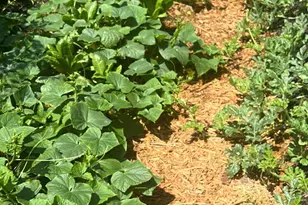 4316 Erwin Rd, Durham, NC 27705 - Photo 81