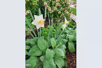 501 Samara Street, Apex, NC 27502 - Photo 67