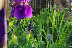 501 Samara St, Apex, NC 27502 - Photo 55