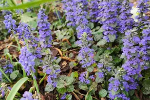 501 Samara St, Apex, NC 27502 - Photo 59