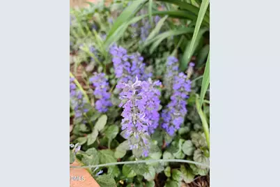 501 Samara Street, Apex, NC 27502 - Photo 63