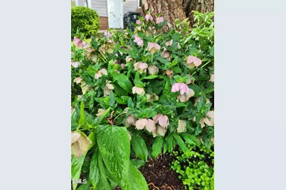 501 Samara Street, Apex, NC 27502 - Photo 71