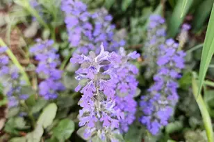 501 Samara St, Apex, NC 27502 - Photo 57