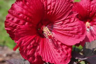 501 Samara St, Apex, NC 27502 - Photo 69