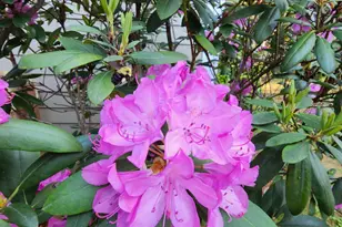 501 Samara St, Apex, NC 27502 - Photo 67