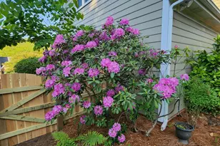 501 Samara St, Apex, NC 27502 - Photo 71