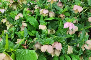 501 Samara St, Apex, NC 27502 - Photo 65