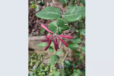 4013 Saint Edmunds Lane, Apex, NC 27539 - Photo 39