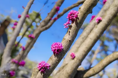 1513 Dellwood Drive, Raleigh, NC 27607 - Photo 35