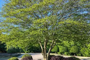 2050 Rosebriar Ln, Fuquay Varina, NC 27526 - Photo 33