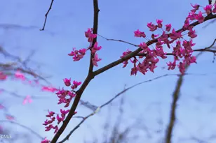 1412 Moosecreek Dr, Raleigh, NC 27614 - Photo 91