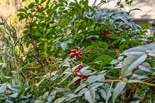 7601 Southwick Ct, Wake Forest, NC 27587 - Photo 77