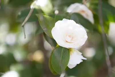 1014 W Forest Hills Boulevard, Durham, NC 27707 - Photo 75