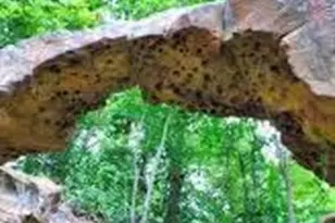 160 Galway Rd, Lillington, NC 27546 - Photo 39