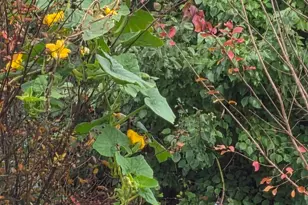 59 Two Belles Ct, Angier, NC 27501 - Photo 41