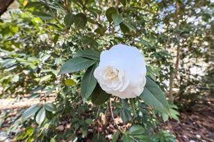 2022 Englewood Dr, Apex, NC 27539 - Photo 53