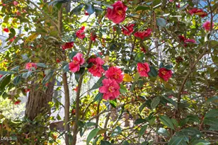 2022 Englewood Dr, Apex, NC 27539 - Photo 55