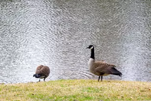 2816 Piedmont River Way, Raleigh, NC 27606 - Photo 39