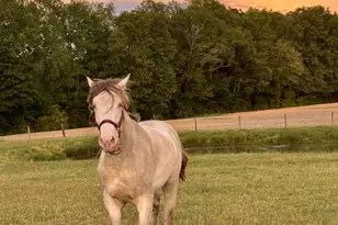 31 Chasewood Dr, Angier, NC 27501 - Photo 85