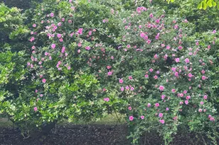 109 Hanford Rd, Chapel Hill, NC 27516 - Photo 49