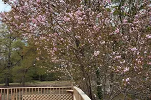 429 Butts Rd, Angier, NC 27501 - Photo 49