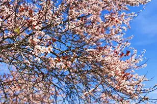 12520 Honeychurch St, Raleigh, NC 27614 - Photo 61