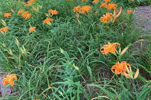 2064 Oxford Rd, Henderson, NC 27536 - Photo 63