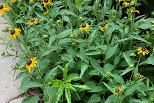 2064 Oxford Rd, Henderson, NC 27536 - Photo 67