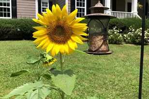 450 Ryan Rd, Pittsboro, NC 27312 - Photo 47