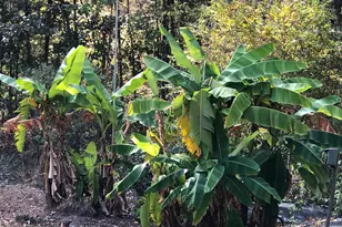 450 Ryan Rd, Pittsboro, NC 27312 - Photo 51