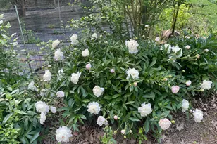 450 Ryan Rd, Pittsboro, NC 27312 - Photo 53