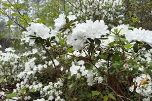 5702 Old Greensboro Rd, Chapel Hill, NC 27516 - Photo 41