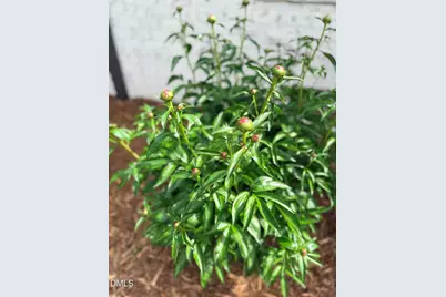 1023 Cleland Drive, Chapel Hill, NC 27517 - Photo 65