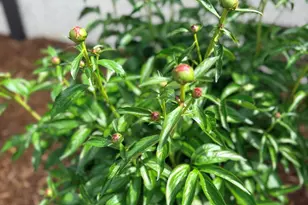 1023 Cleland Dr, Chapel Hill, NC 27517 - Photo 65