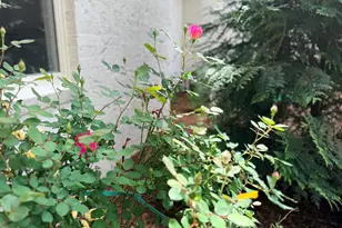 1023 Cleland Dr, Chapel Hill, NC 27517 - Photo 67