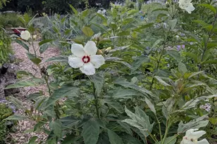 1326 Stonewall St, Burlington, NC 27217 - Photo 27