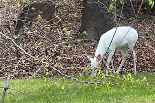 3413 W Wyndham Ln, Durham, NC 27705 - Photo 41