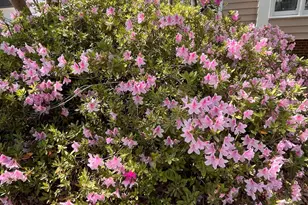 4413 Densmore Pl, Raleigh, NC 27612 - Photo 17