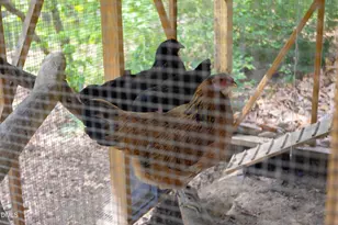 3409 Pickett Rd, Durham, NC 27705 - Photo 49