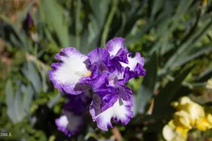 3409 Pickett Rd, Durham, NC 27705 - Photo 33