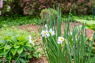 107 Pine Ln, Chapel Hill, NC 27514 - Photo 71