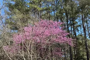 7108 Beaver Trail, Apex, NC 27502 - Photo 81