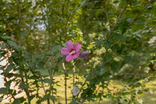 1915 Little River Church Rd, Hurdle Mills, NC 27541 - Photo 59