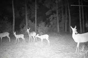50 Cutoff Rd, Dunn, NC 28334 - Photo 57