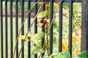 2847 Pickard Rd Rd, Sanford, NC 27330 - Photo 31