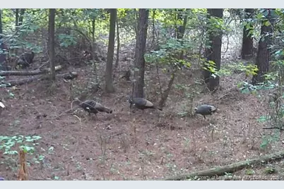 00 Blue Woods Road, Laurinburg, NC 28352 - Photo 39