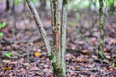 00 Blue Woods Road, Laurinburg, NC 28352 - Photo 37