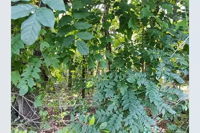 Lot 8 Lemon Springs Road, Sanford, NC 27332 - Photo 9