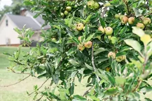 2847 Pickard Rd Rd, Sanford, NC 27330 - Photo 11