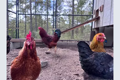 742 Susie Circle, Cameron, NC 28326 - Photo 35